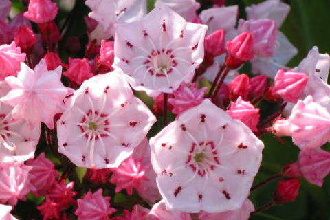 tESPRING
