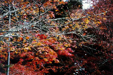 HEAUTUMN