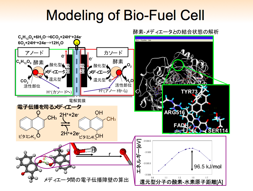 Modeling of Bio-Fuel Cell