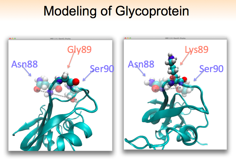 Modeling of Glycoprotein