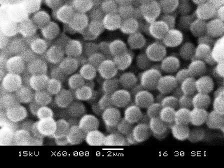 ポリマーブラシ グラフト シリカ微粒子のSEM像 SEM image of polymer brush grafted silica particles