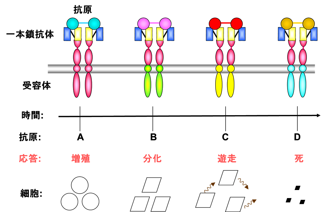 抗体医薬の最前線 バイオテクノロジーシリーズ／植田充美【監修】 ヨドバシ.com - 抗体医薬の最前線 普及版 (バイオテクノロジー
