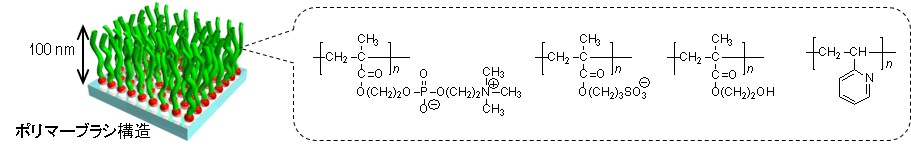 ポリマーブラシと化学構造式 Polymer brush and chemical structure PMPC PSPMK PHEMA P2VP