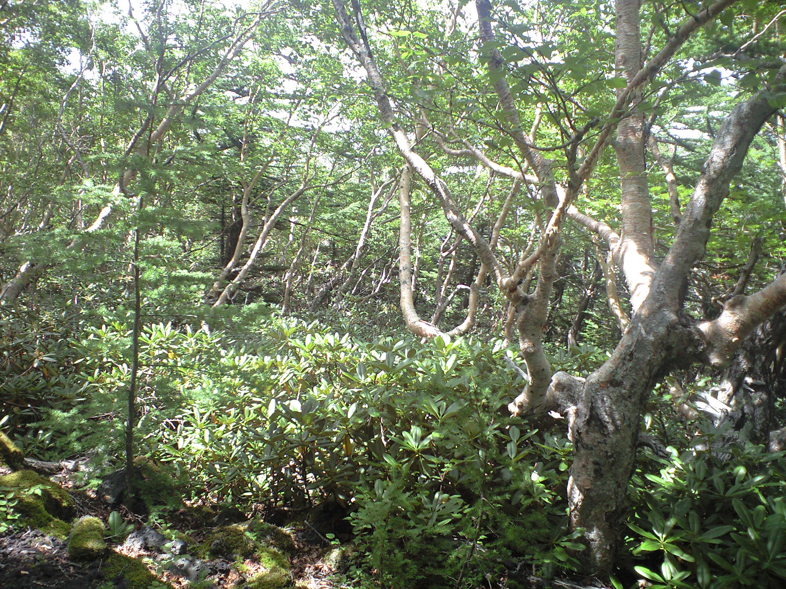 富士山六合目樹木２